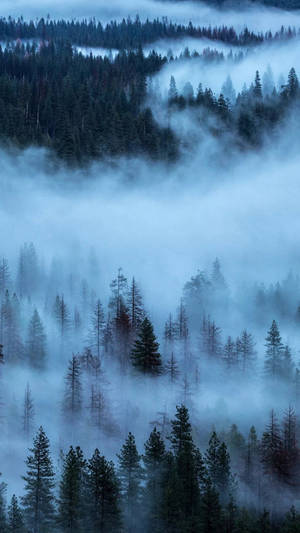 Thick Fog Covering Pine Forest Iphone Wallpaper