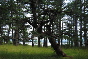 Thick Forest Trees Wallpaper