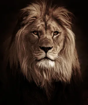 lion face wallpaper hd