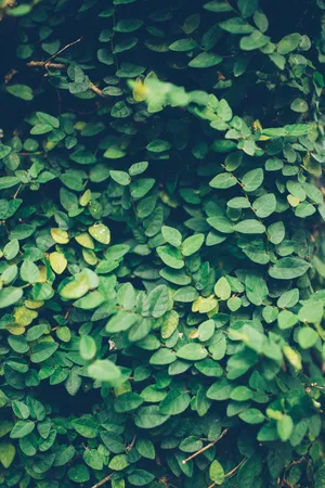 Thick Green And Yellow Shrubs Wallpaper