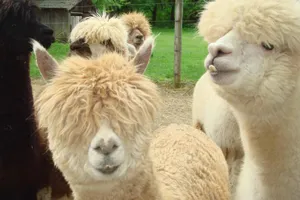 Thick-haired Alpacas Wallpaper