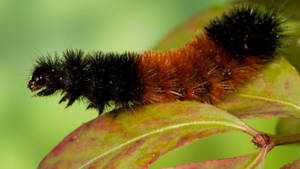 Thick-haired Caterpillar On Leaf Wallpaper