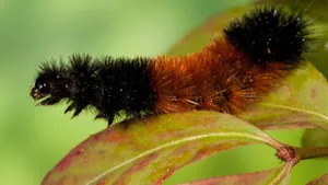 Thick-haired Caterpillar On Leaf Wallpaper