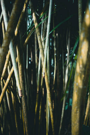 Thin Bamboo Field Wallpaper