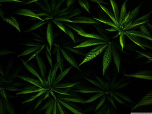 Thin Cannabis Leaves Wallpaper