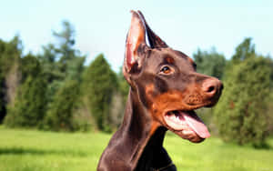 Thin Doberman Wallpaper