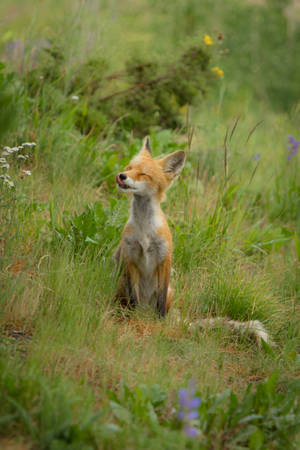 Thin Red Fox With Closed Eyes Wallpaper