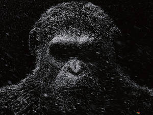 This Cool Gorilla Will Make You Smile! Wallpaper