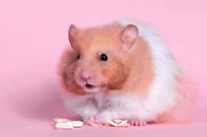 This Playful, Mischievous Hamster Is Having The Time Of Its Life! Wallpaper