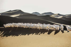 This Whisper Of Nature - Loro Piana's Herd Of Goats Wallpaper