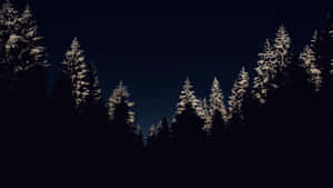 This Winter Night Is A Magical Sight Wallpaper