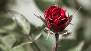 Thorny Red Beautiful Rose Hd Wallpaper