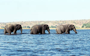 Three African Elephants Crossing A River Wallpaper