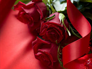 Three Beautiful Rose Hd With Ribbon Wallpaper