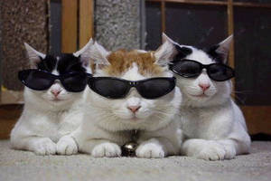 Three Beluga Cats With Shades Wallpaper