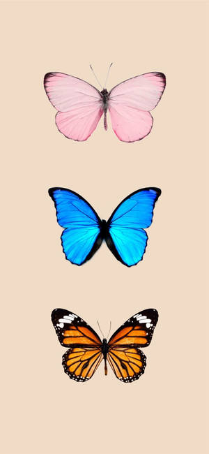 Three Butterflies Species Wallpaper