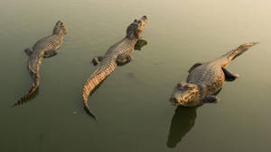 Three Caimans Waiting Wallpaper