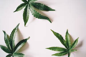 Three Cool Weed Leaves White Wallpaper