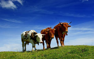 Three Cute Cows On Grassy Hill Wallpaper