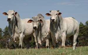 Three Cute White Cows On Grass Wallpaper