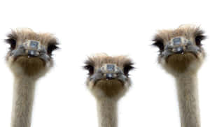 Three Emus Heads White Background Wallpaper
