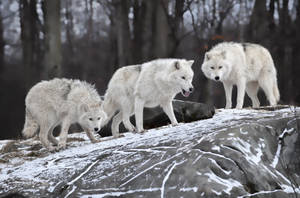 Three Fierce Wolf Desktop Wallpaper