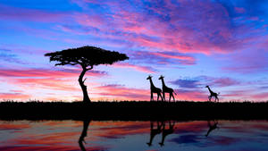 Three Giraffes Silhouette In South Africa Wallpaper