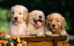 Three Golden Retriever Puppies Wallpaper