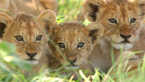 Three Lion Cubs Wallpaper