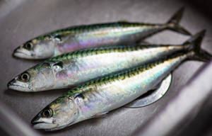 Three Mackerel Fishes In Sink Wallpaper