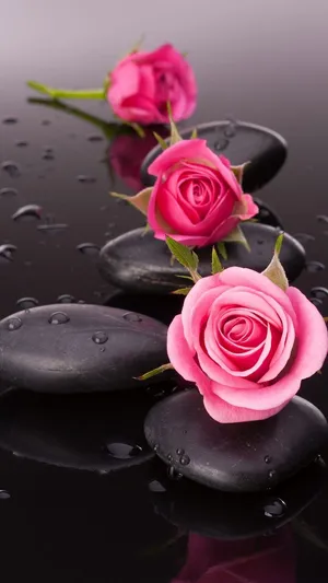 Three Pink Rose Mobile Wallpaper