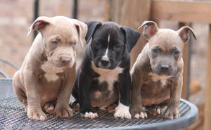 Three Pitbull Puppies On Table Wallpaper
