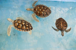 Three Sea Turtles Wallpaper