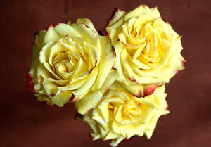 Three Sharp Colored Yellow Roses Wallpaper