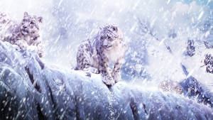 Three Snow Leopards Hd Wallpaper