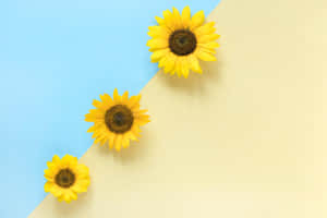 Three Sunflowers On A Blue And Yellow Background Wallpaper