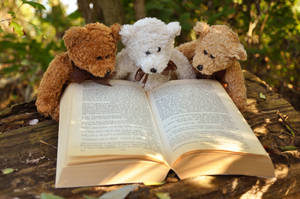 Three Teddy Bears Reading Book Wallpaper