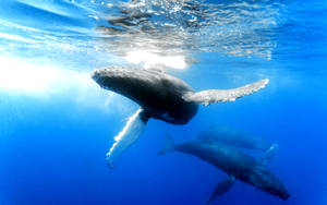 Three Whales Swimming In Blue Water Wallpaper