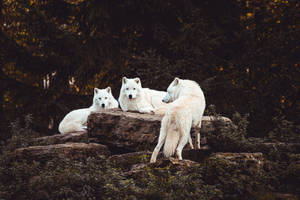 Three White Wolves Wallpaper