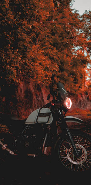 Thrilling Adventure On A