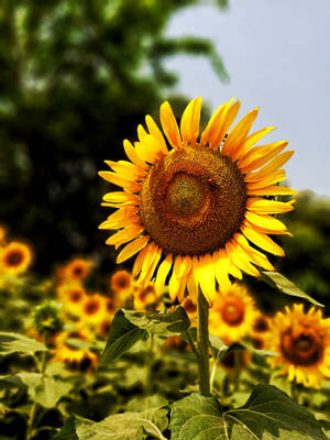 Thriving Sunflower Flower Android Wallpaper