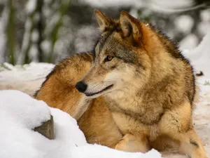 Tibetan Mongolian Wolf Wallpaper