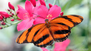 Tiger Butterfly On Pink Flowers Wallpaper