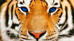 Tiger Face And Blue Eye Wallpaper