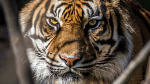 Tiger Face Behind The Branch Wallpaper