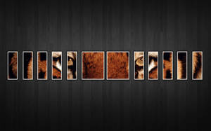 Tiger Facebook Cover Wallpaper