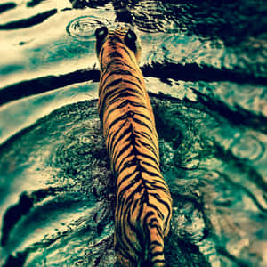 Tiger Phone - Unleashing Your Inner Beast Wallpaper