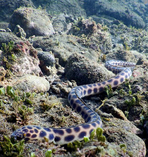 Tiger Snake Eel Fish Crawling On Reefs Wallpaper