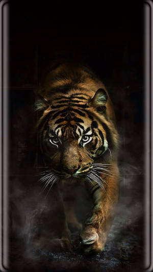 Tiger With Black Tiger Stripes Wallpaper