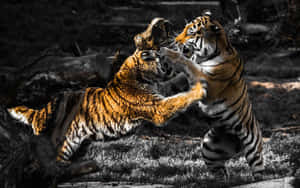 Tigers_ In_ Conflict.jpg Wallpaper
